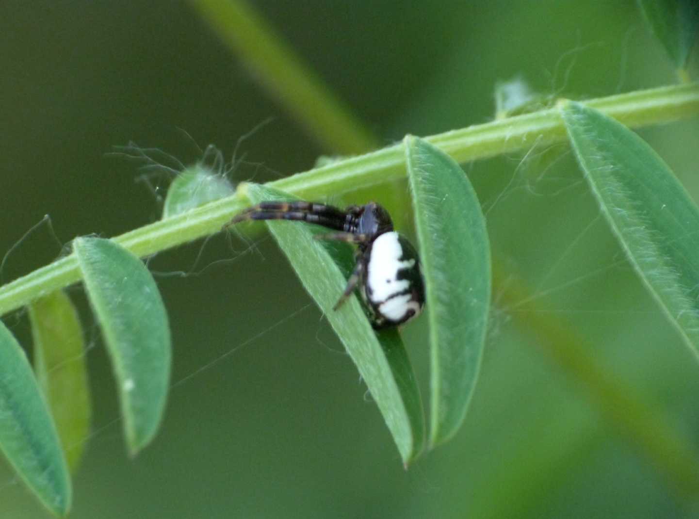 Synema globosum